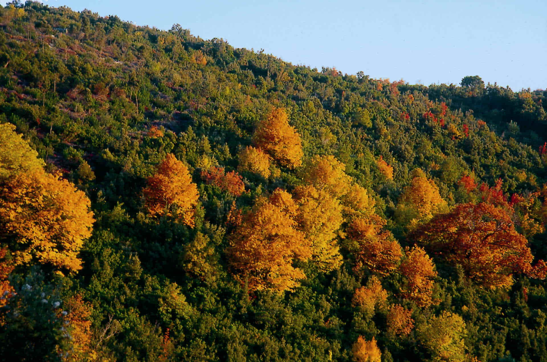 View Mountain Autumn
